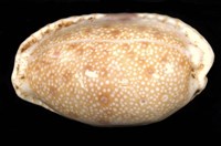 藏品(腰斑寶螺)的圖片